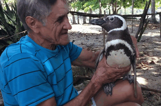 Un Pinguin Inoata 8000 km In Fiecare An  (1)