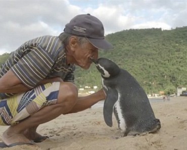 Un Pinguin Inoata 8000 km In Fiecare An Sa-l Vada Pe Omul Care I-a Salvat Viata