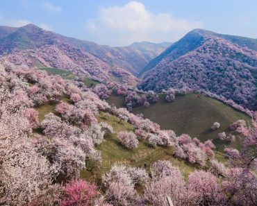 Valea Caisilor In China – Imagini Uimitoare Cu Caisi Infloriti