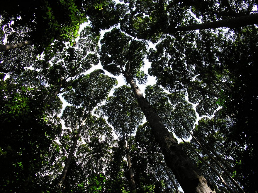 Coroana Timida - Un Fenomen Ciudat Intalnit La Unele Specii De Copaci 2