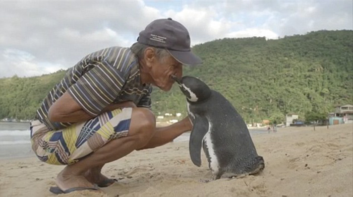 Un Pinguin Inoata 8000 km In Fiecare An Sa-l Vada Pe Omul Care I-a Salvat Viata